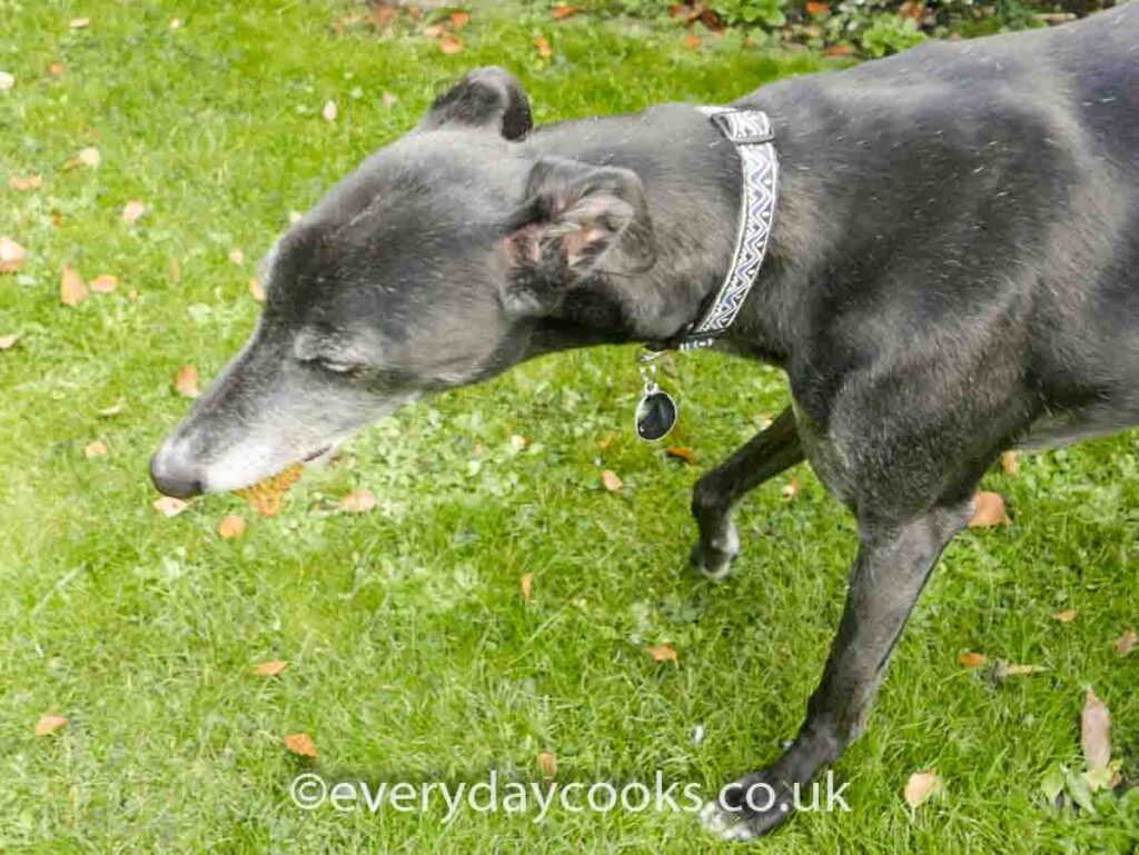 Billy, a black greyhound, eating a bone-shaped dog biscuit